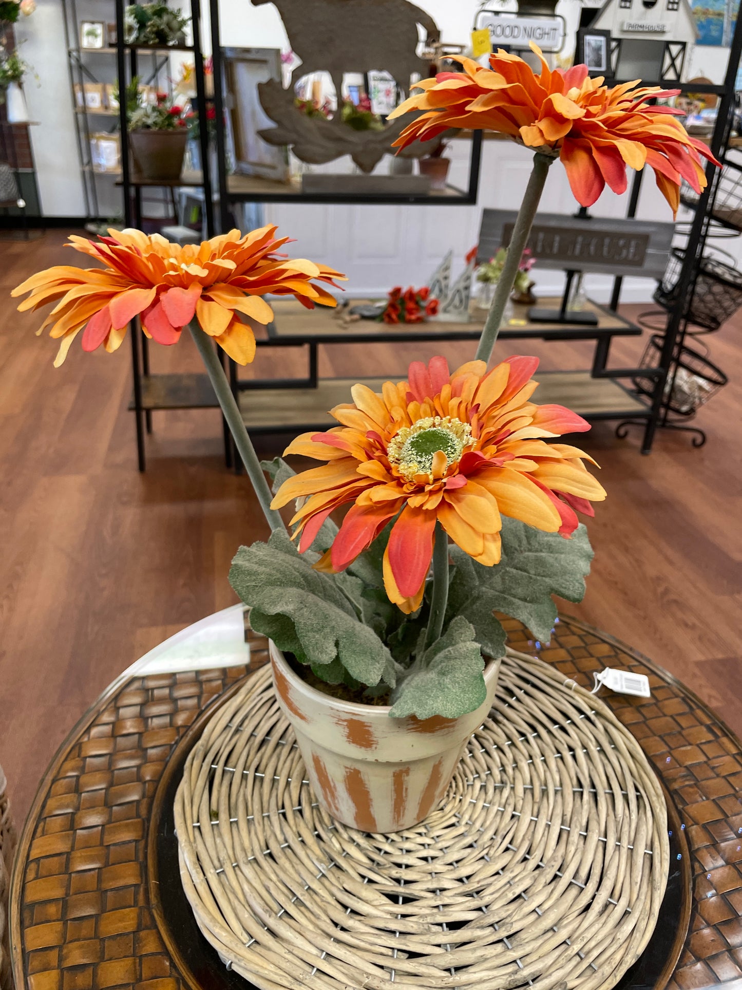 Fall Colored Gerbera Daisy in Pot