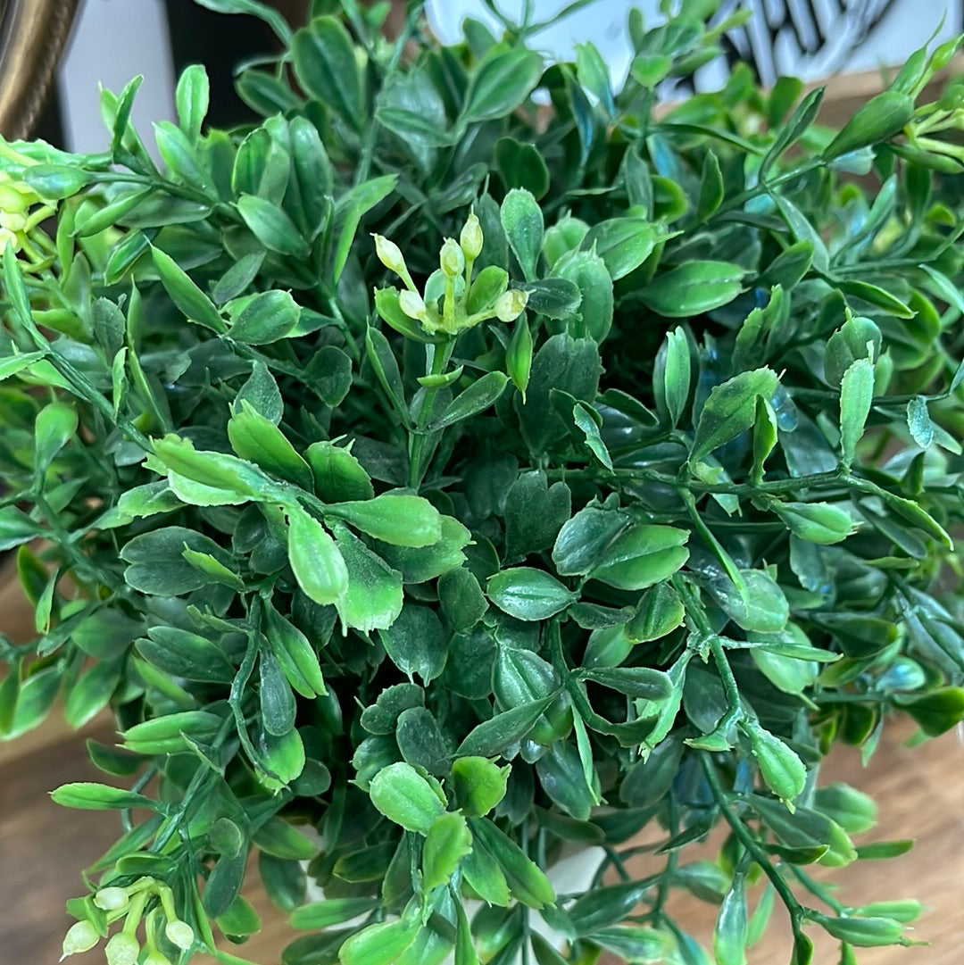 Boxwood Potted LG