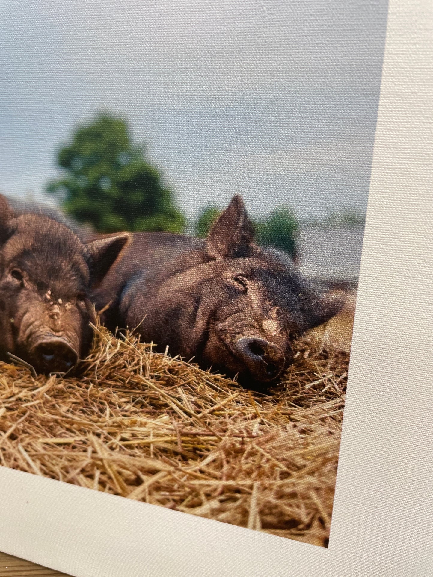 3 Little Pigs Canvas