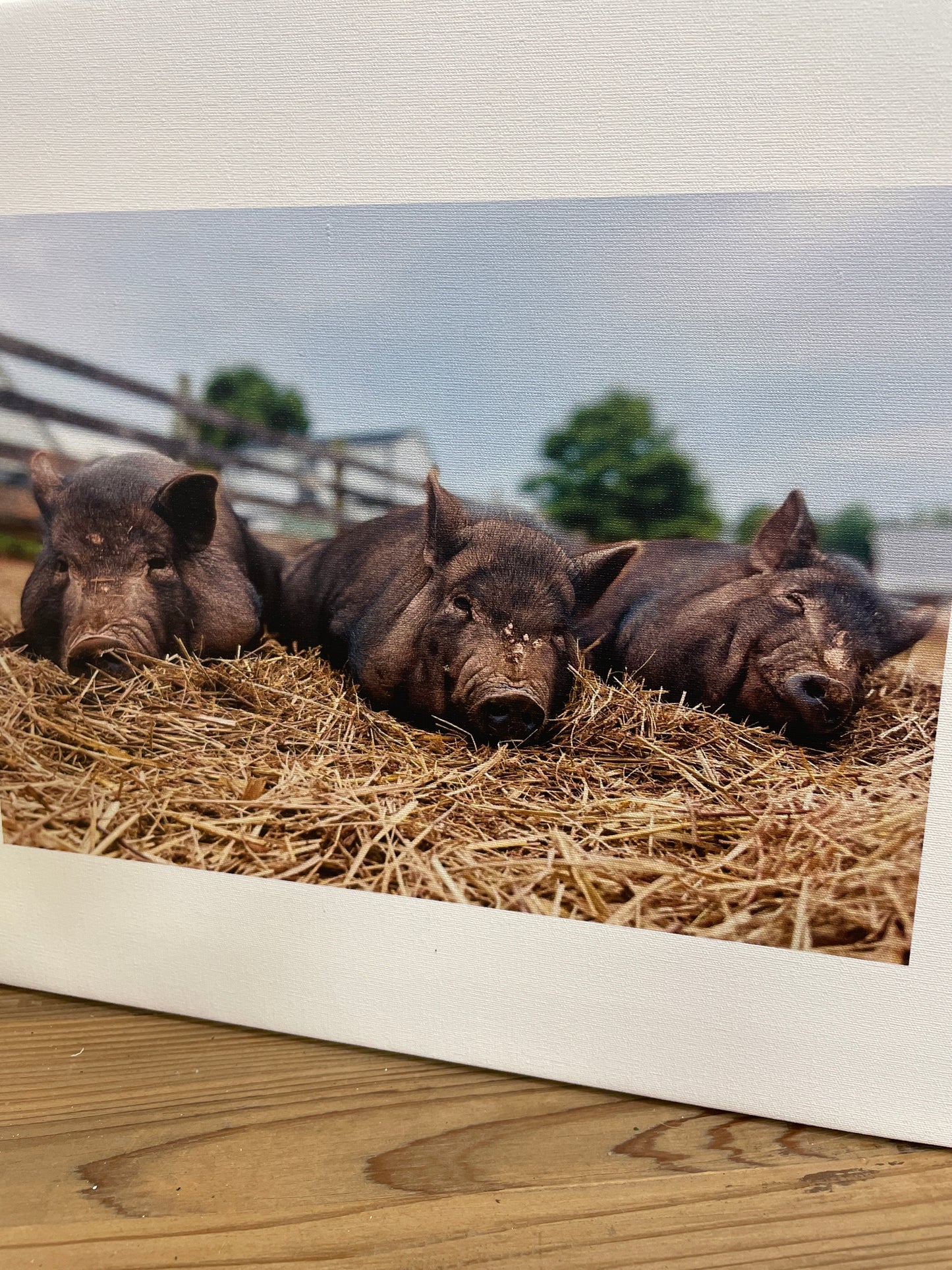 3 Little Pigs Canvas