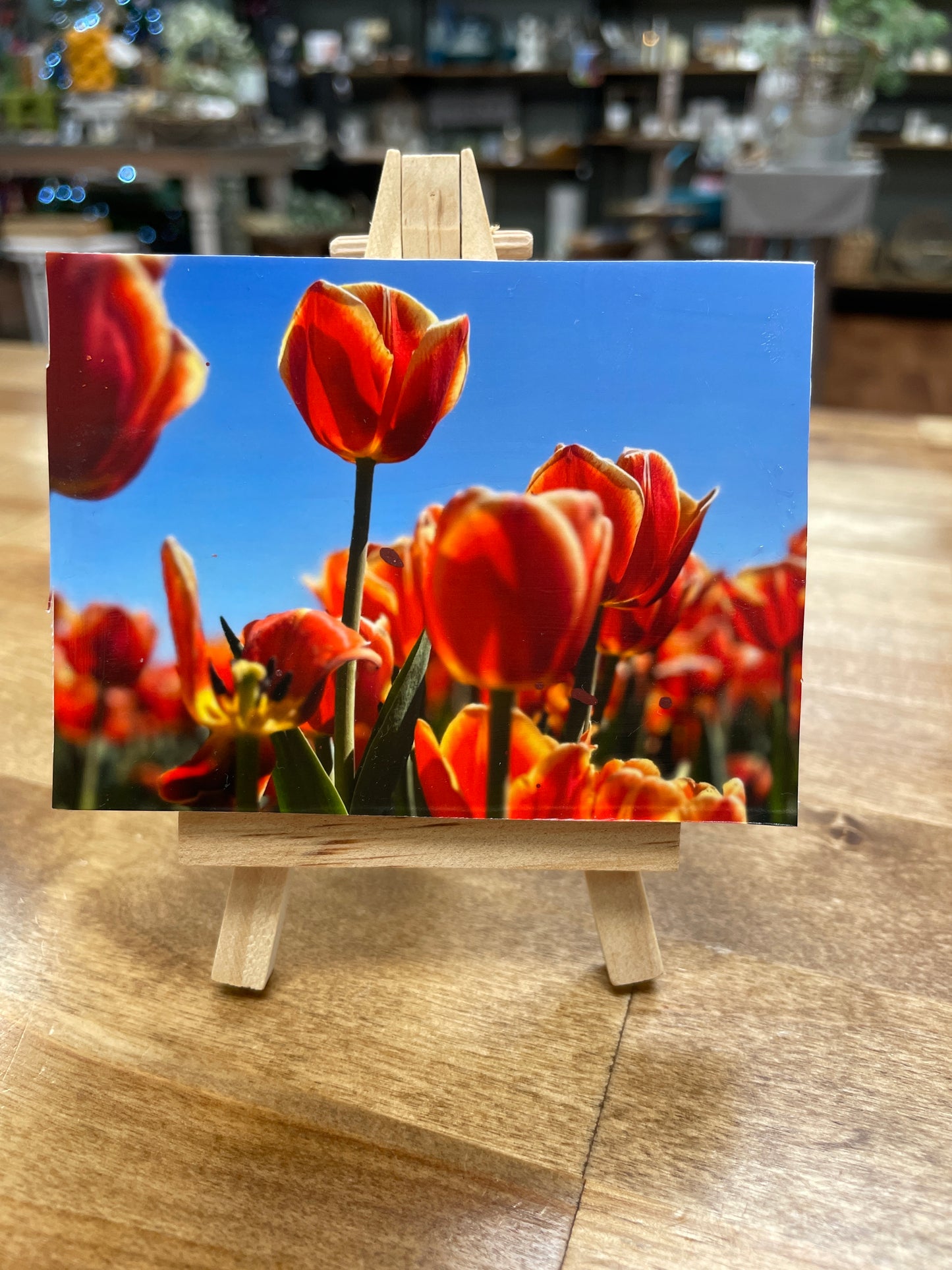 Tiny Tulips Canvas