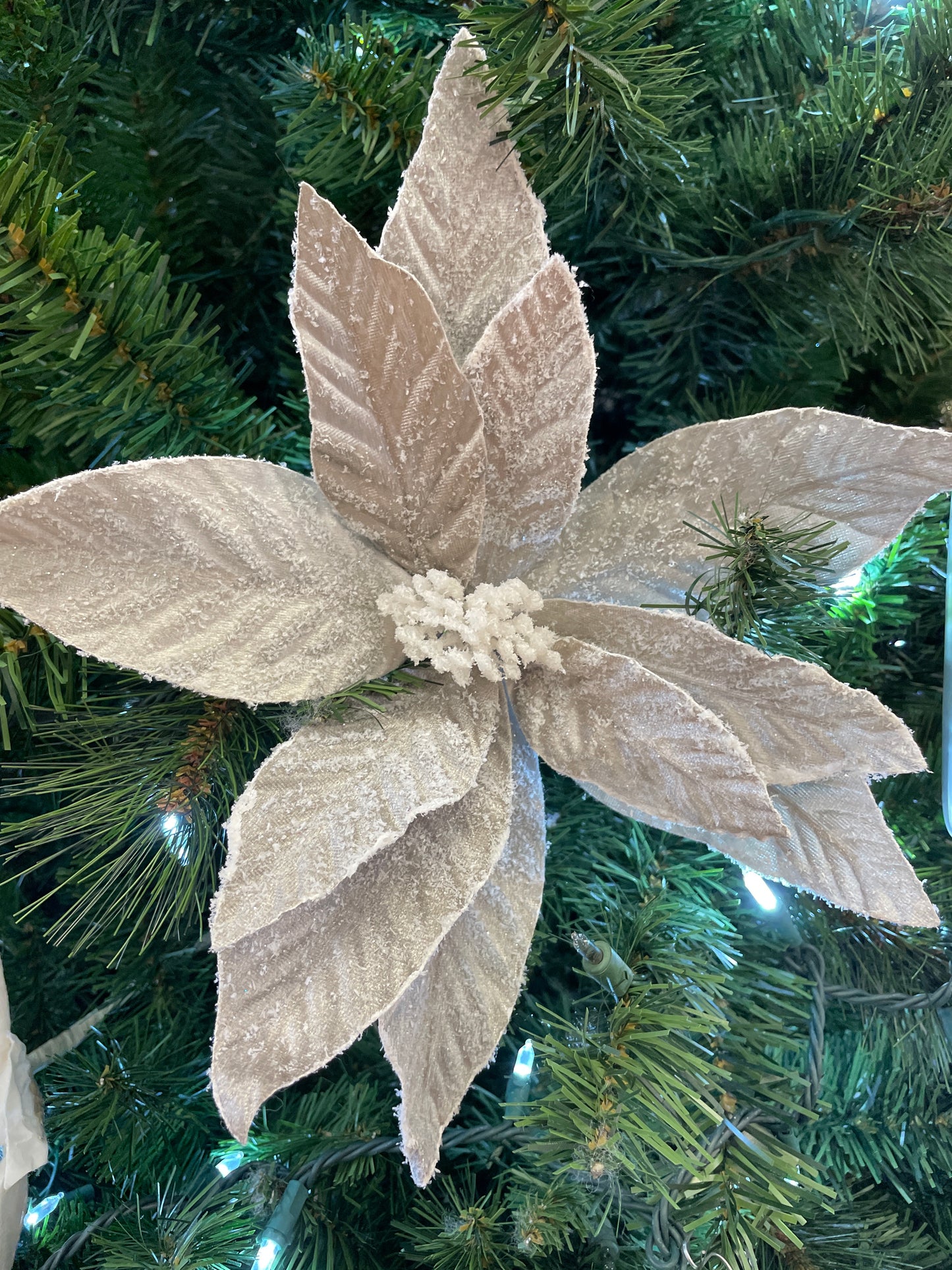 Sugar Taupe Poinsettia