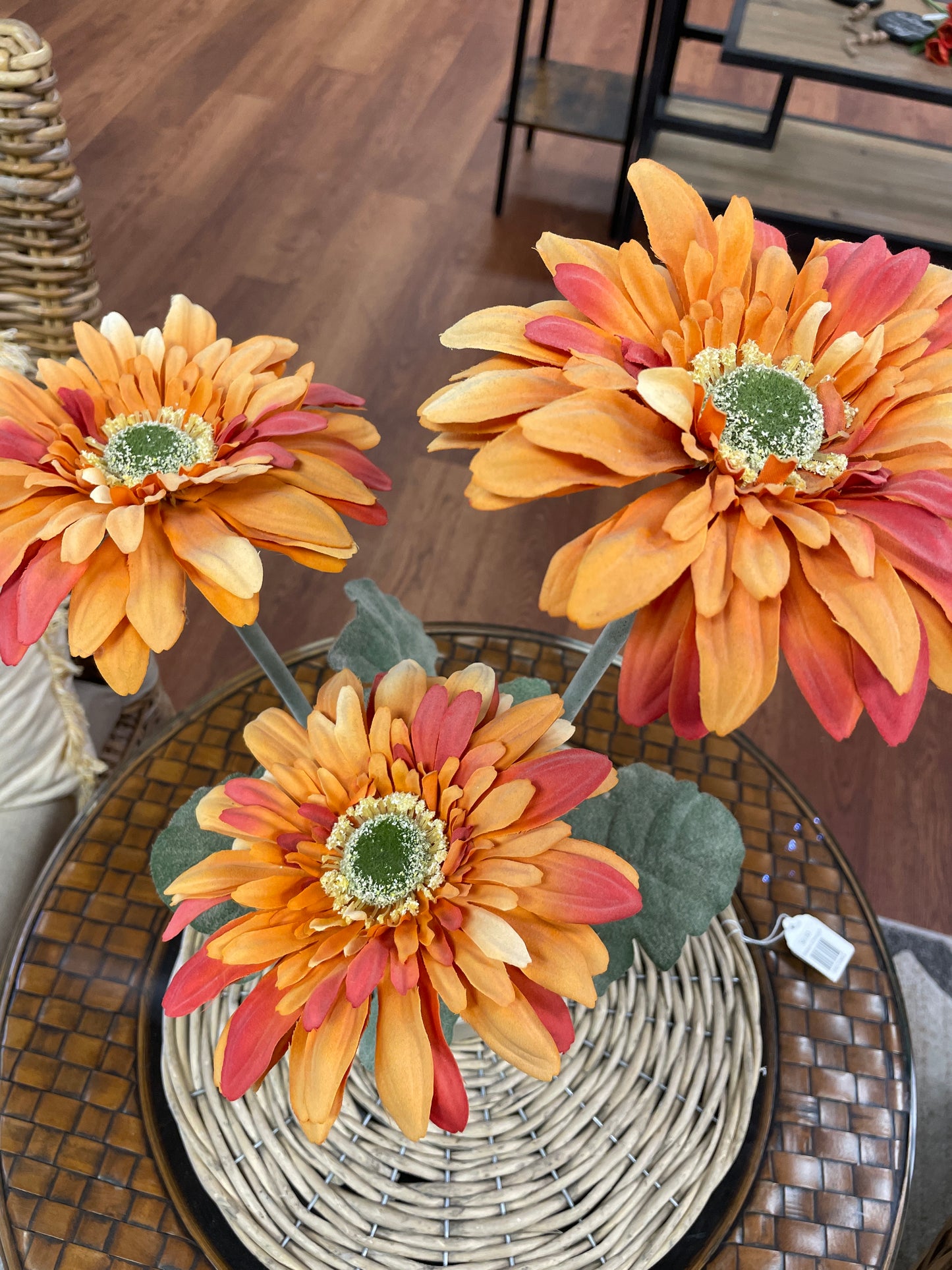 Fall Colored Gerbera Daisy in Pot