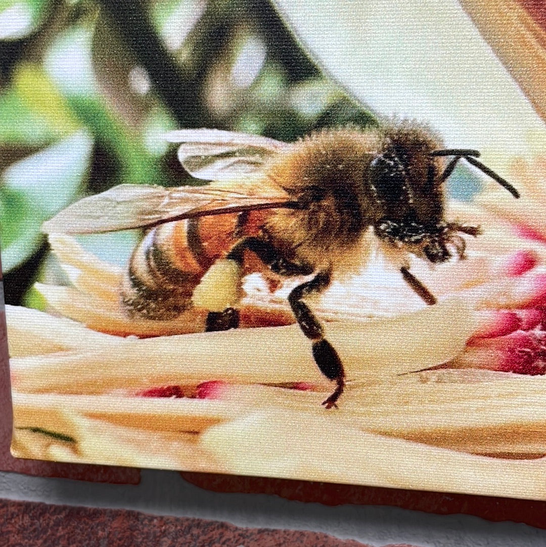 Bee in Magnolia - 1