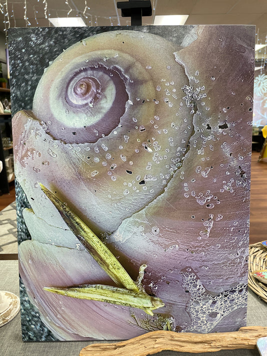 Purple Shell Canvas