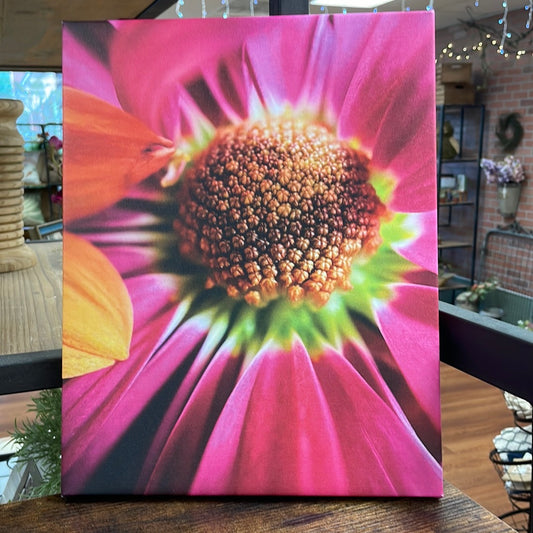 Pink Cineraria Canvas