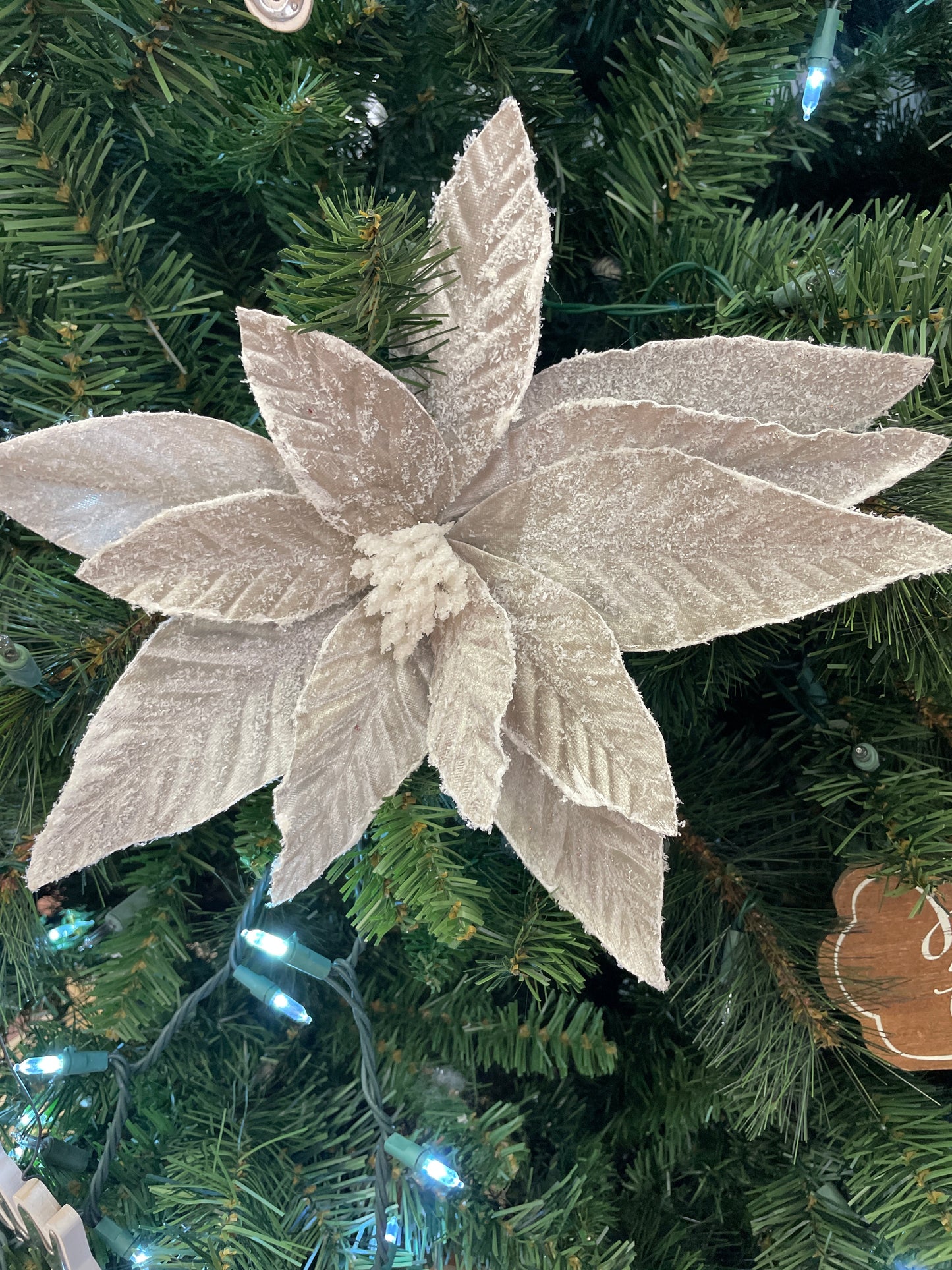 Sugar Taupe Poinsettia