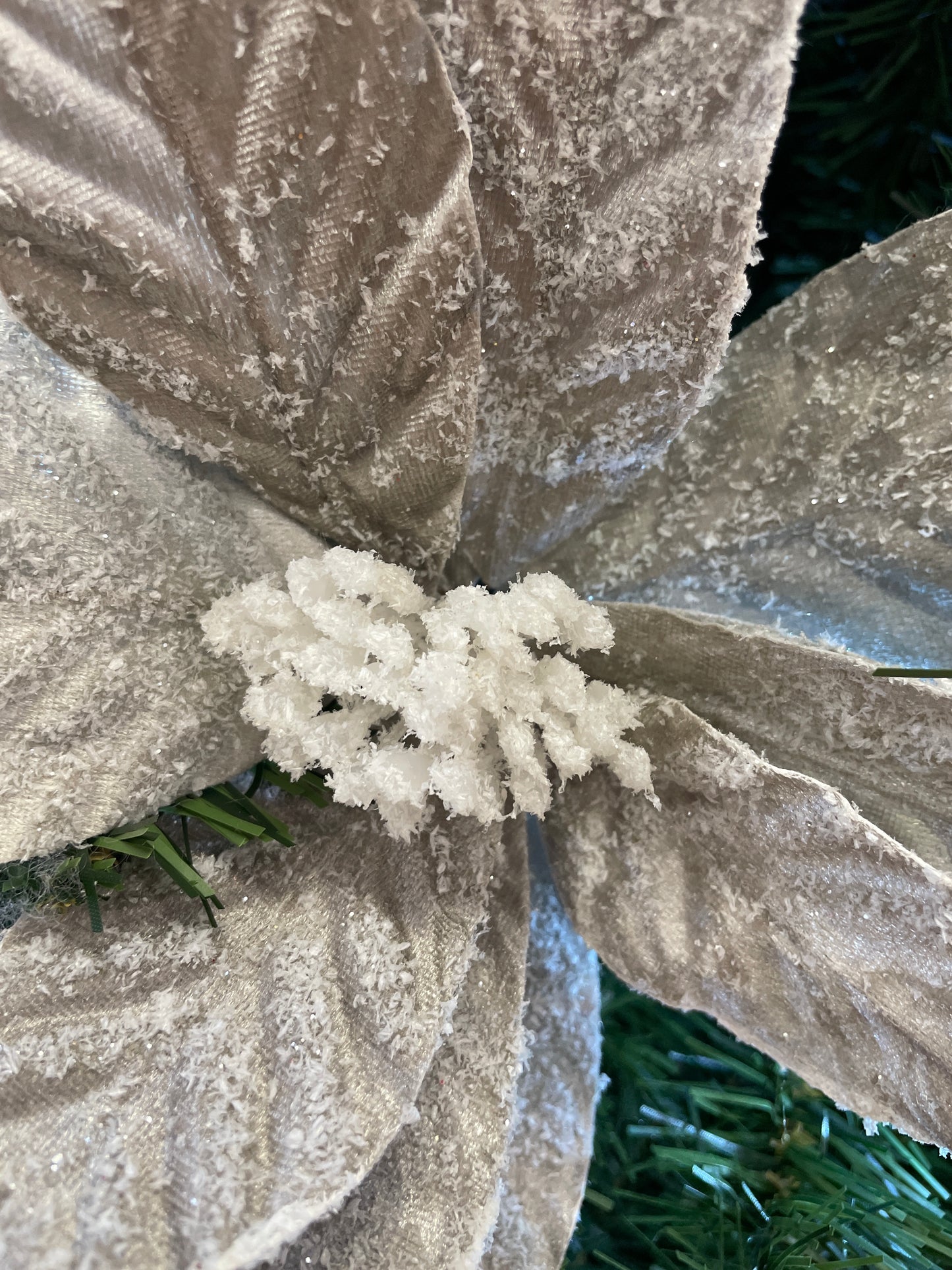 Sugar Taupe Poinsettia