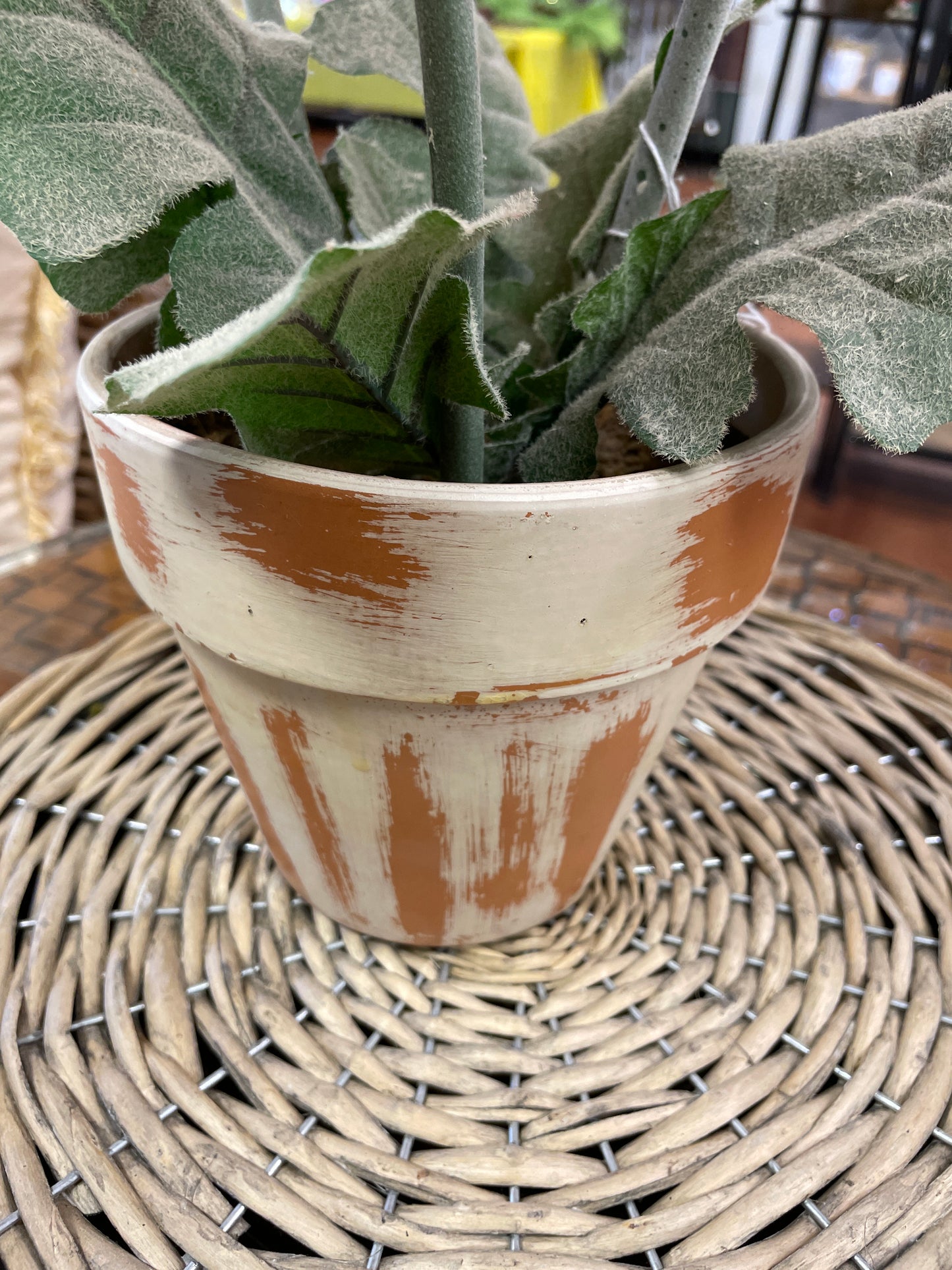 Fall Colored Gerbera Daisy in Pot