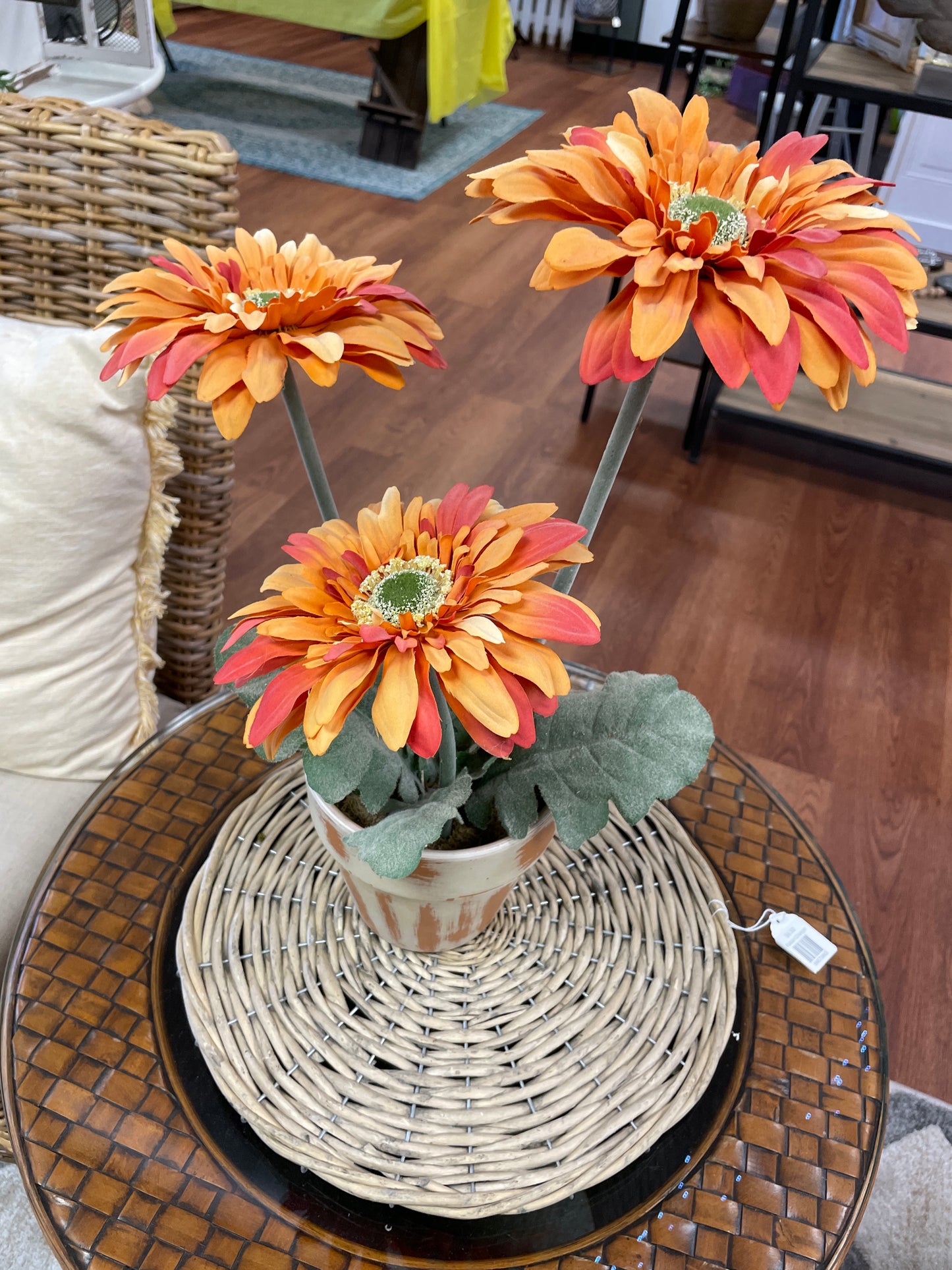 Fall Colored Gerbera Daisy in Pot