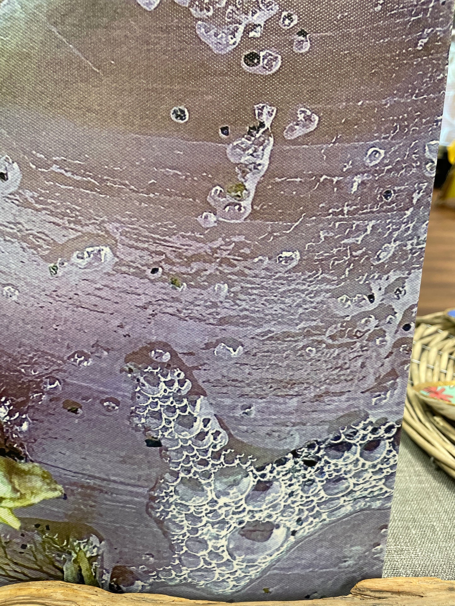 Purple Shell Canvas