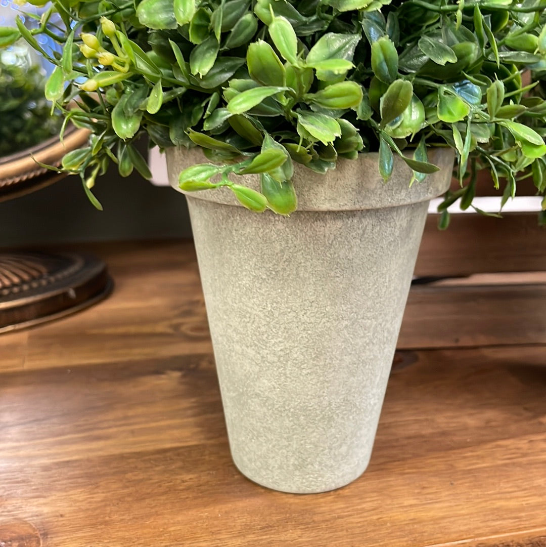 Boxwood Potted LG