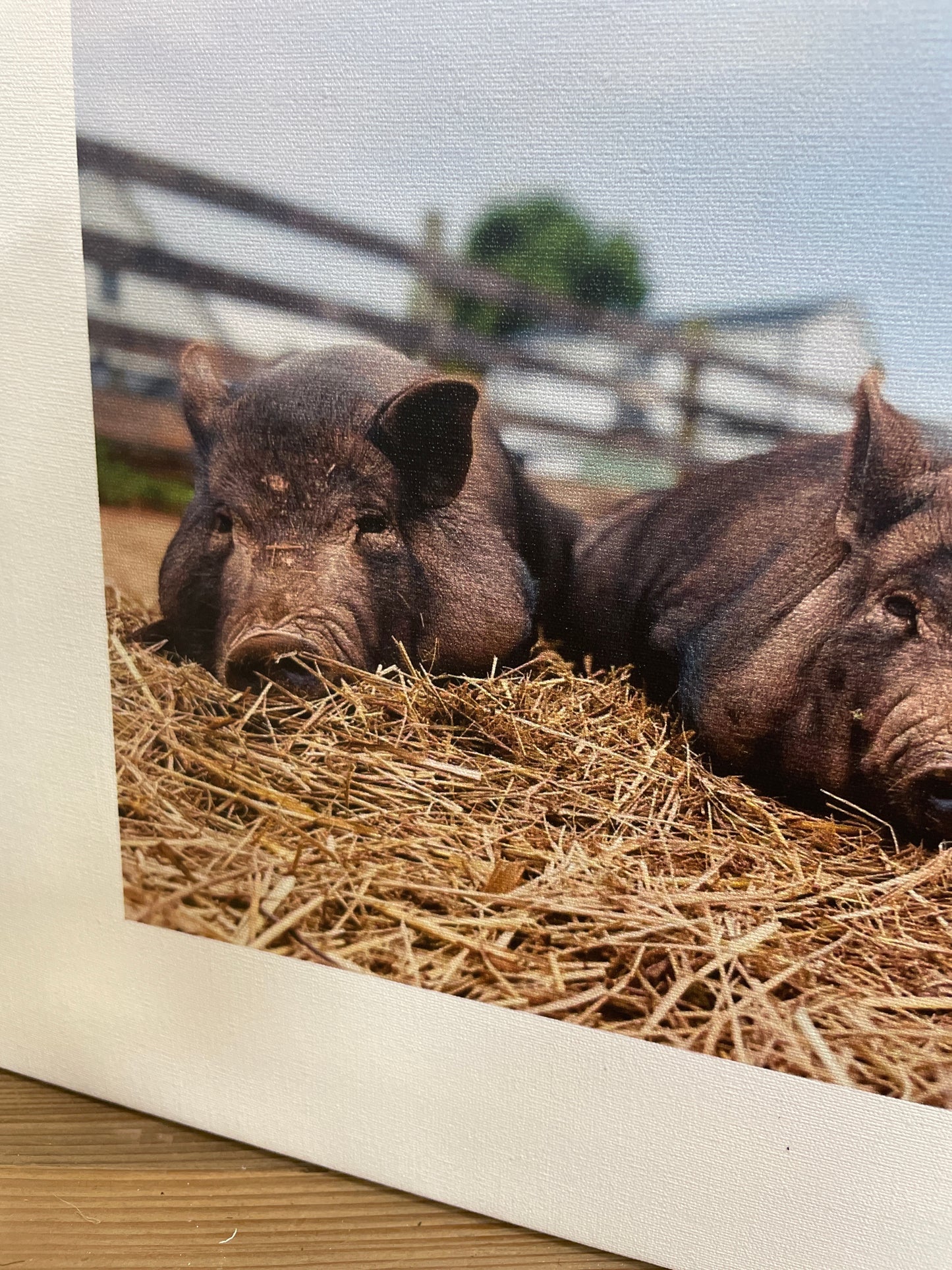 3 Little Pigs Canvas